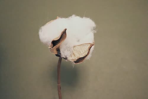 Baumwolle: Unsere Materialien